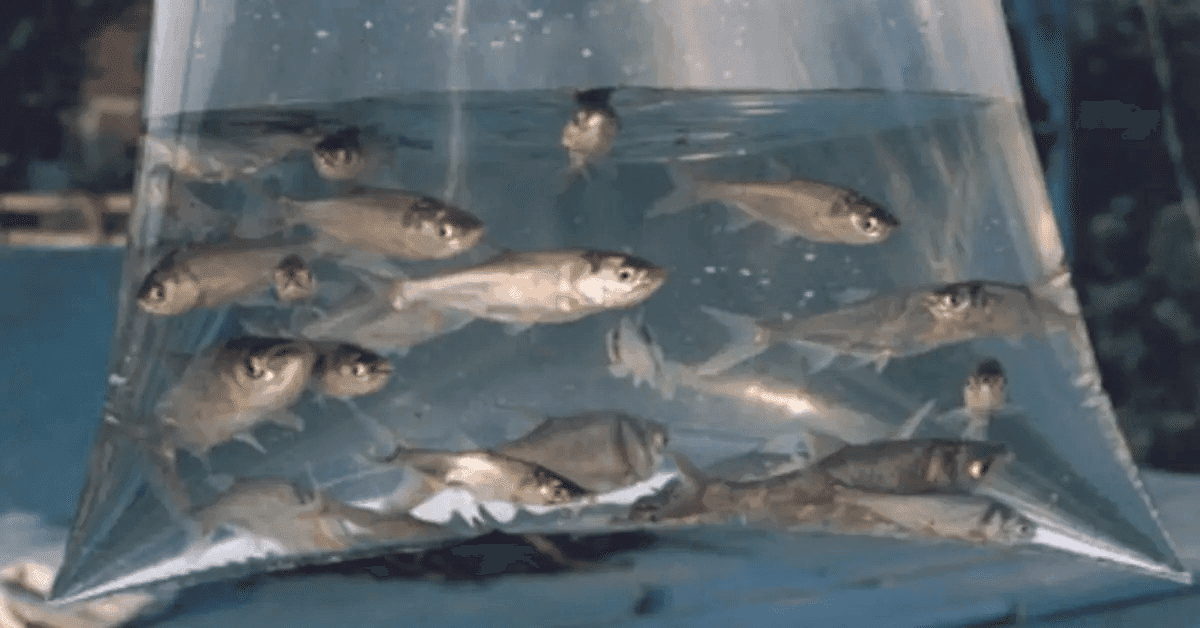 Emater abre período para pedidos de alevinos em Novo Tiradentes