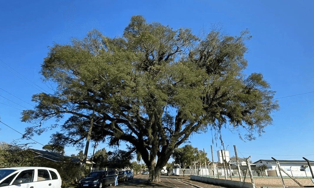 Concurso de árvores gigantes vai escolher maior angico do RS