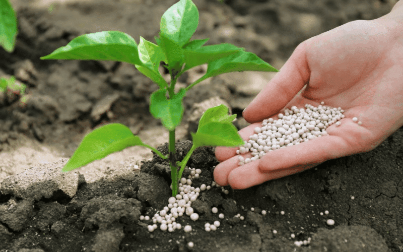 Rodeio Bonito abre inscrições para programa de distribuição de fertilizantes e mangueiras