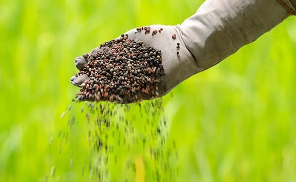 Produtores avaliam reduzir uso de fertilizantes diante de custos elevados