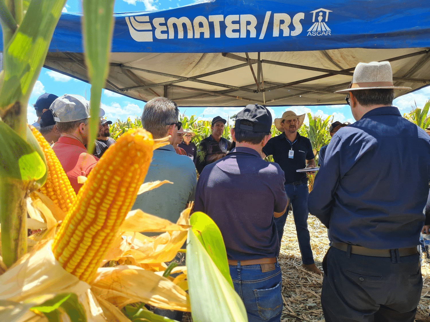 Governo do Estado amplia acesso a sementes pelo Programa Milho 100% 