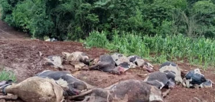 Agricultor perde 48 vacas em Novo Xingu e soma prejuízo superior a R$ 600 mil