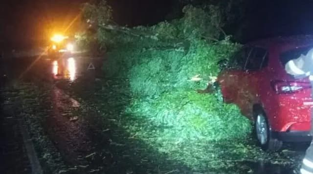 Árvore caída provoca acidente entre Condor e Palmeira das Missões