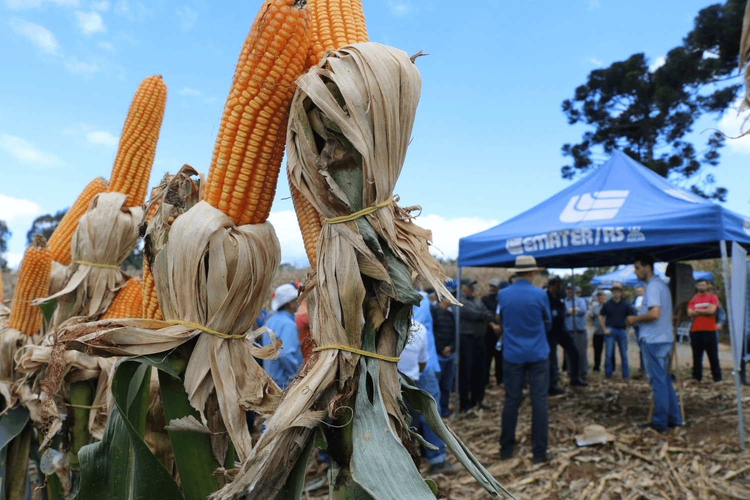 Rodeio Bonito terá Dia de Campo sobre bioinsumos, manejo de solos e produção de silagem