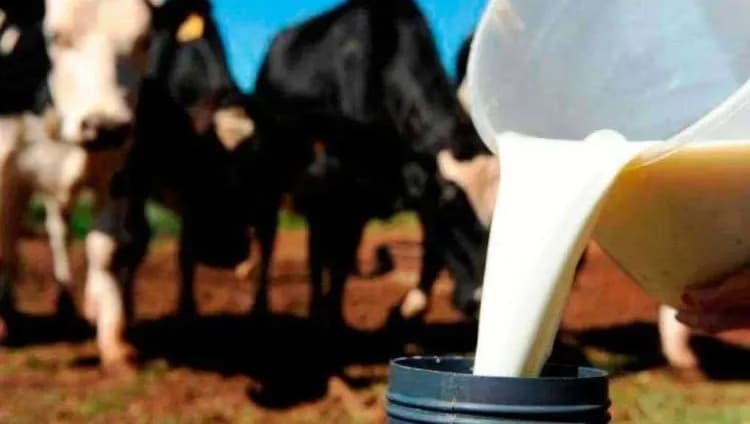 Projeto de lei propõe criação do Instituto Nacional do Leite 