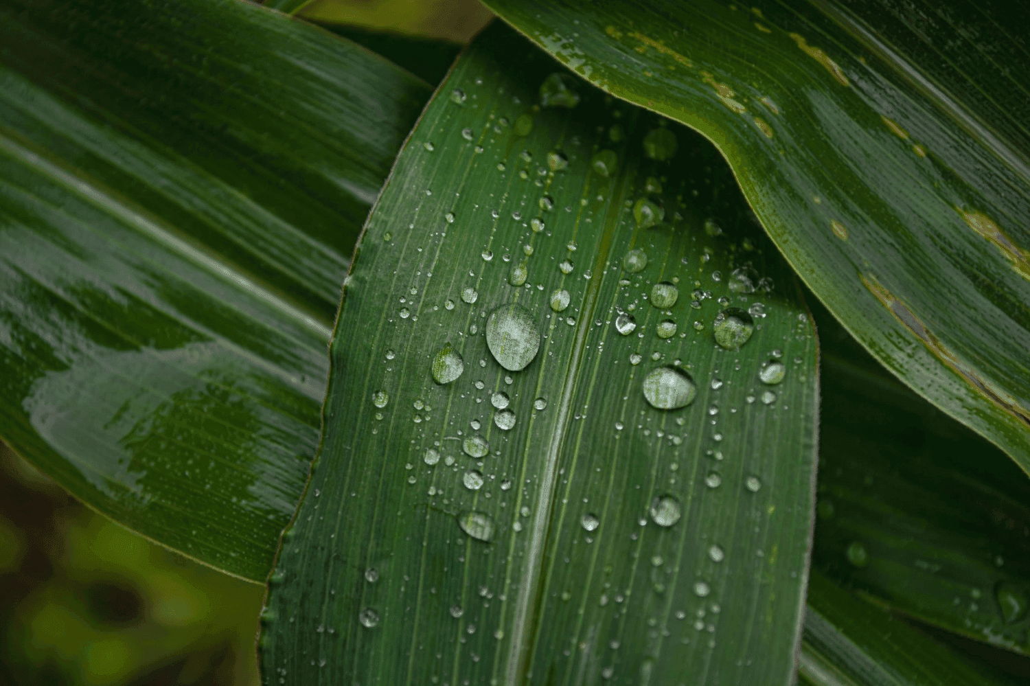 Chuvas no RS estiveram abaixo da média histórica no mês de janeiro