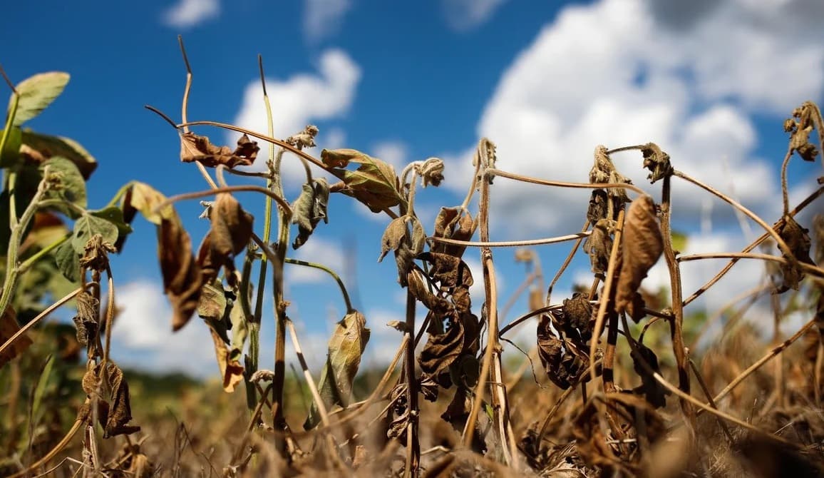 BNDES amplia programa de renegociação e inclui dívidas da safra 2024/2025